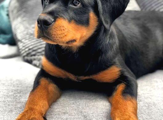 A Kalite Dişi Erkek Rottweiler Yavrular görsel