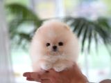 Pomerani̇an Boo Yavrular Sağlik Garanti̇li̇
