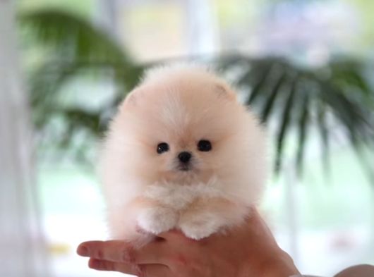 Pomerani̇an Boo Yavrular Sağlik Garanti̇li̇ görsel