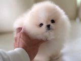 POMERANİAN BOO YAVRULAR SAĞLIK GARANTİLİ