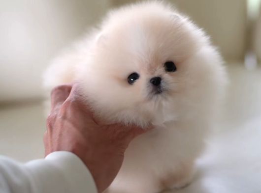 Pomerani̇an Boo Yavrular Sağlik Garanti̇li̇