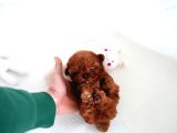 Toy Poodle Yavrular Orji̇nal Sağlikli