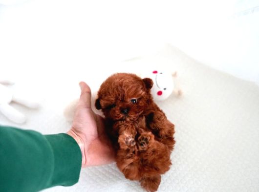 Toy Poodle Yavrular Orji̇nal Sağlikli görsel