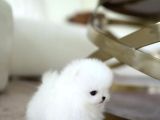 Pomerani̇an Boo Yavrular Sağlik Garanti̇li̇