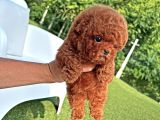 Toy Poodle Yavrular Orji̇nal Sağlikli
