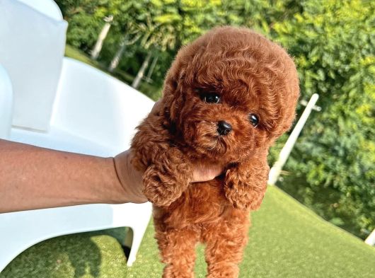 Toy Poodle Yavrular Orji̇nal Sağlikli