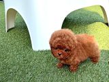 Toy Poodle Yavrular Orji̇nal Sağlikli
