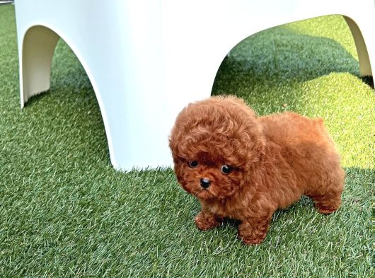 Toy Poodle Yavrular Orji̇nal Sağlikli görsel
