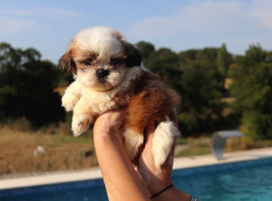 Shih Tzu Yavru Teacup Minik Dişi Ve Erkek Yavru Shihtzu