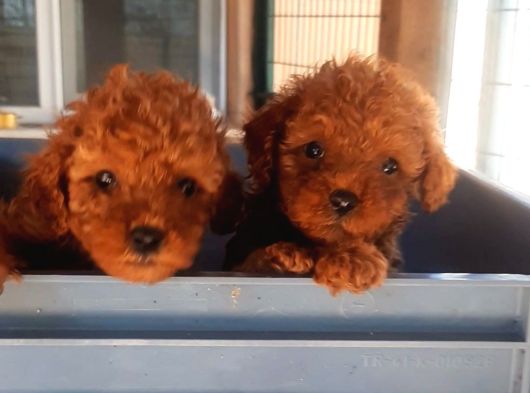 Toy Poodle Yavrularımız Ruhsatlı Çiftliğimizden görsel