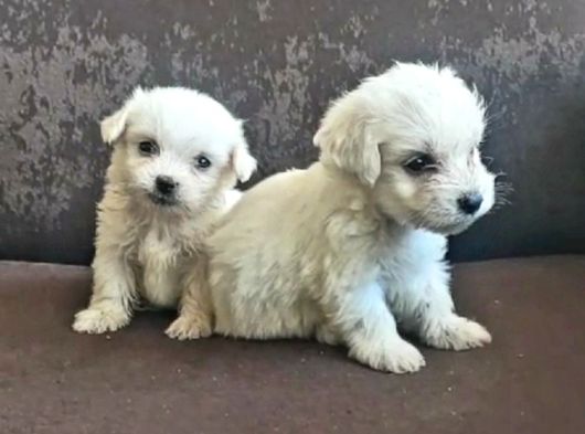 Maltese Yavrularımız Ailenizin Yeni Üyesi