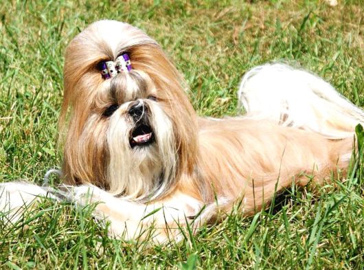 Shih Tzu Yavru Teacup Minik Dişi Ve Erkek Yavru Shihtzu görsel