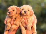 Teacup F1 Malti̇poo Bebekler