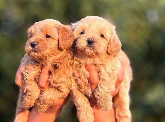 Teacup F1 Malti̇poo Bebekler görsel