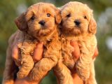 TEACUP F1 MALTİPOO BEBEKLER