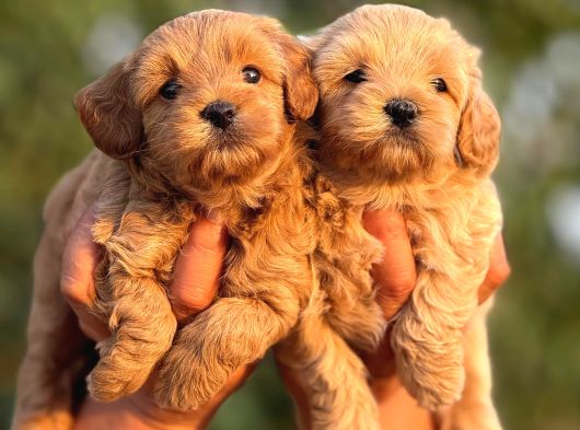 Teacup F1 Malti̇poo Bebekler