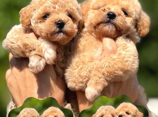 Teacup F1 Malti̇poo Bebekler