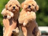 Teacup F1 Malti̇poo Bebekler