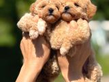 TEACUP F1 MALTİPOO BEBEKLER