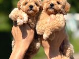 Teacup F1 Malti̇poo Bebekler
