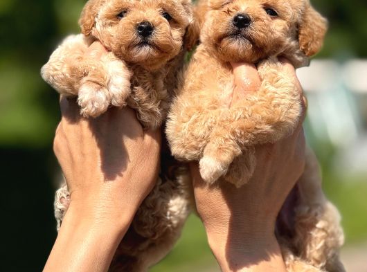 Teacup F1 Malti̇poo Bebekler görsel