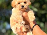 Teacup F1 Malti̇poo Bebekler