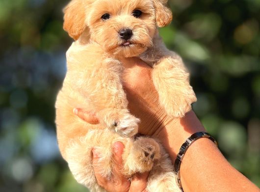 Teacup F1 Malti̇poo Bebekler görsel