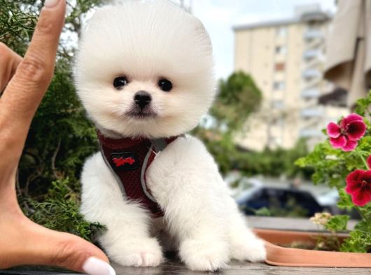 Pomeranian Yavrularımız Gelmiştir