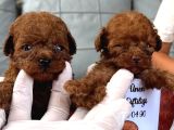 Mıcro red dark poodle bebışler
