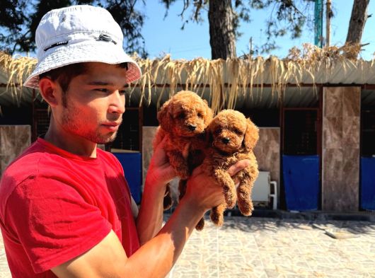 Kore Toy Poodl Yavrularımız Ruhsatlı Çiftliği Mızden