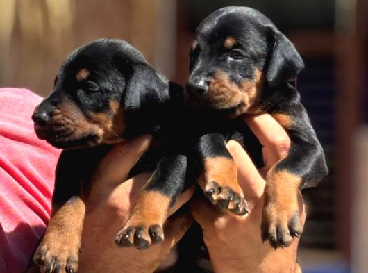 Kıng Doberman Şecerelı