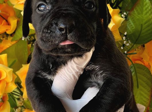 Cane Corsa Yavurlamiz görsel