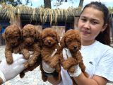 Toy Poodl Yavurlamiz