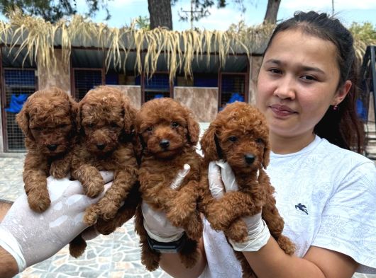 Toy Poodl Yavurlamiz