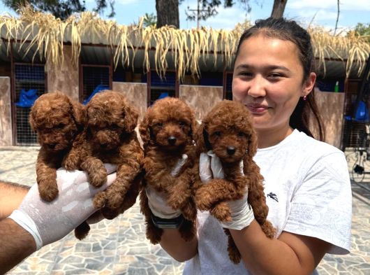 Toy Poodl Yavurlamiz görsel