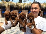 Toy Poodl Yavurlamiz