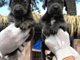 Cane Corsa Yavurlamiz