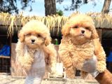 Maltipoo Yavurlamiz