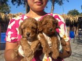 Maltipoo yavurlamiz