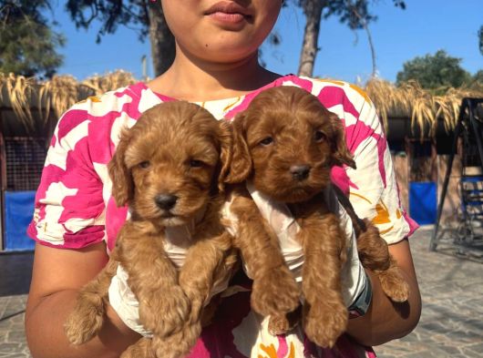 Maltipoo Yavurlamiz