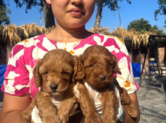 Maltipoo Yavurlamiz görsel