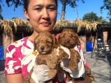 Maltipoo Yavurlamiz