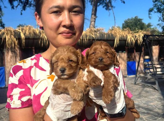 Maltipoo Yavurlamiz görsel