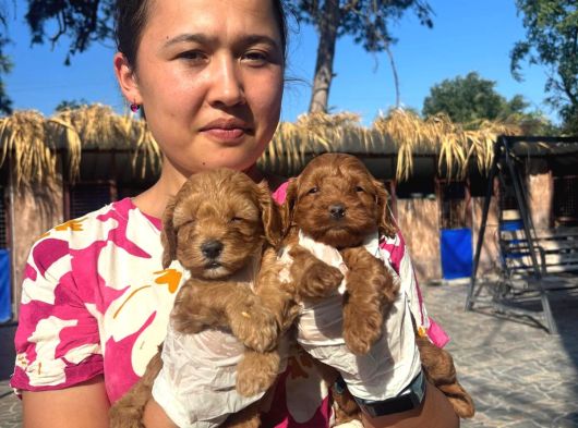 Maltipoo Yavurlamiz görsel