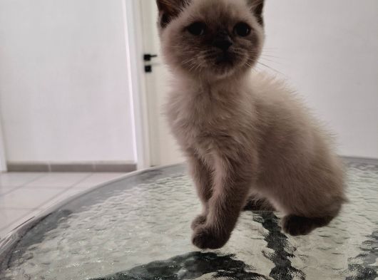 British Short Hair Erkek 2 Aylık Yavrumuz görsel