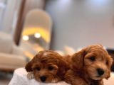 Sevi̇mli̇ Malti̇poo Yavrularimiz