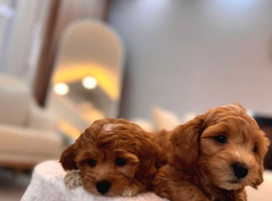 Sevi̇mli̇ Malti̇poo Yavrularimiz görsel