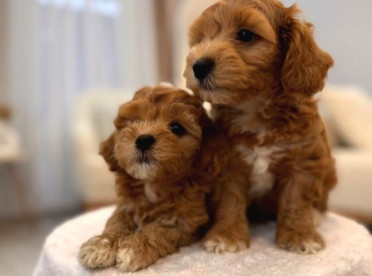 Sevi̇mli̇ Malti̇poo Yavrularimiz