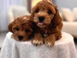 Sevi̇mli̇ Malti̇poo Yavrularimiz