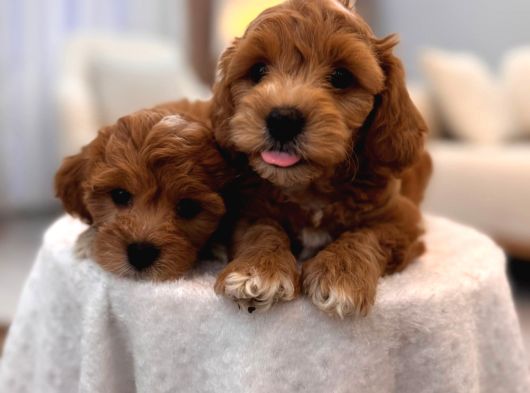 Sevi̇mli̇ Malti̇poo Yavrularimiz görsel